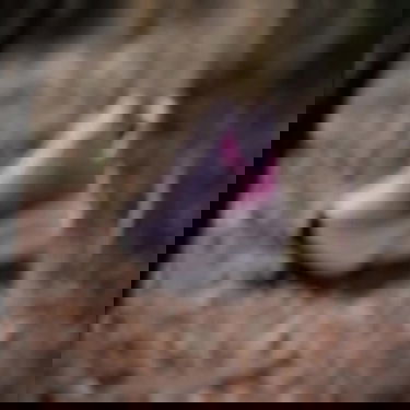 Tenisice i cipele adidas Performance Terrex Soulstride Flow Ljubičasta | IH3446, 1