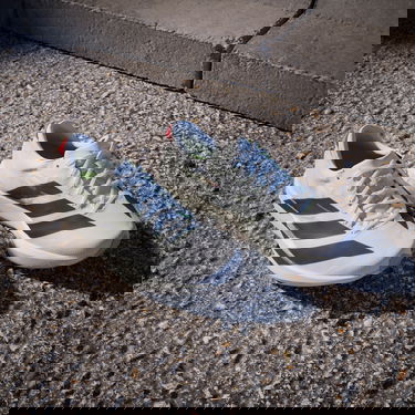 Tenisice i cipele adidas Performance ADIZERO ADIOS 9 Bijela | if9418, 7