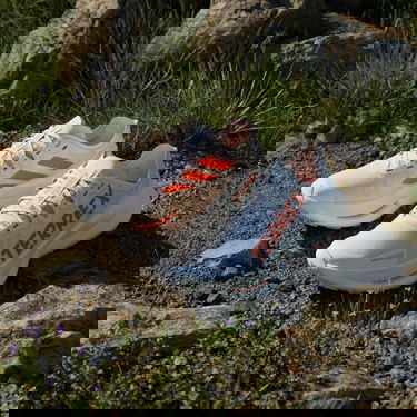 Tenisice i cipele adidas Performance Terrex Agravic Speed Ultra Bijela | ih3767, 7