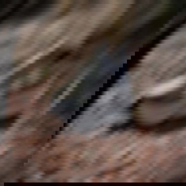 Tenisice i cipele adidas Performance TERREX Soulstride Flow Siva | IG8923, 1