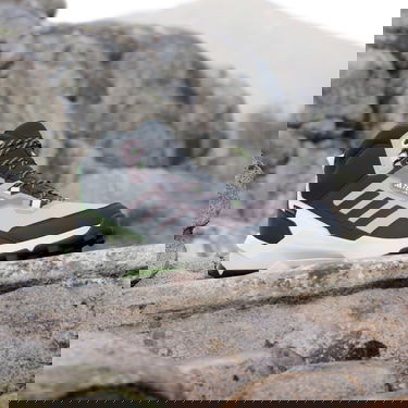 Tenisice i cipele adidas Performance adidas TERREX Boty Terrex AX4 Mid GORE-TEX Hiking Crna | IE2577, 2